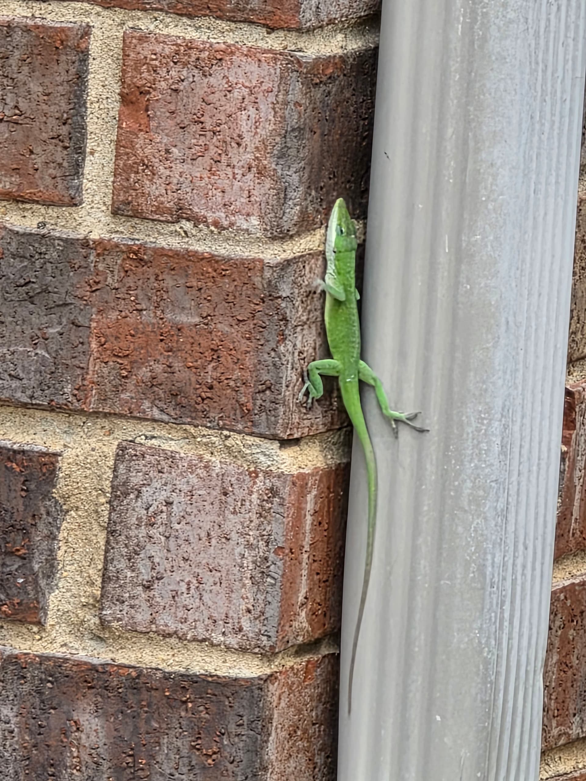 Gallery photos for Roof Inspection Services in Burleson TX: Image #3